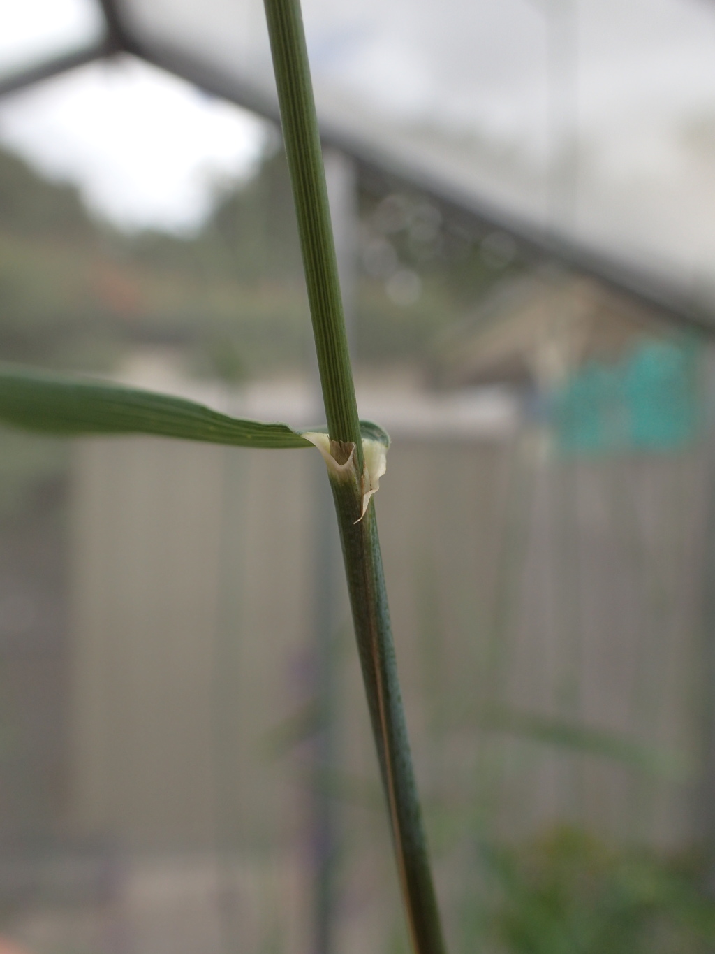 Anthosachne kingiana subsp. multiflora (hero image)