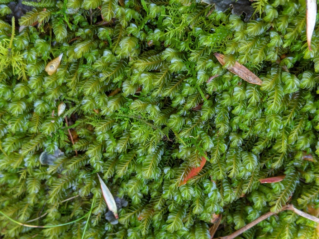 Plagiochilaceae (hero image)