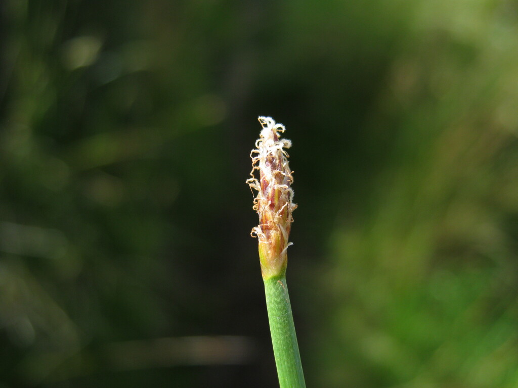 Eleocharis pusilla (hero image)