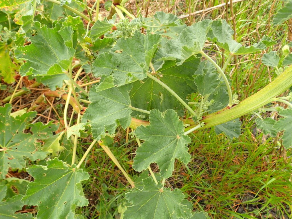 Malva preissiana (hero image)