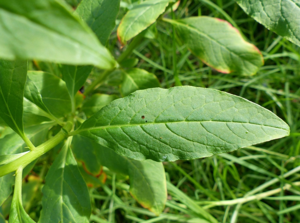 Phytolacca octandra (hero image)