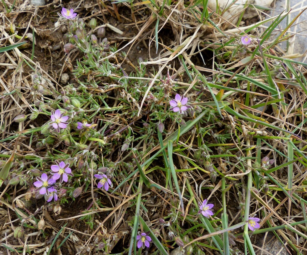 Spergularia rubra (hero image)