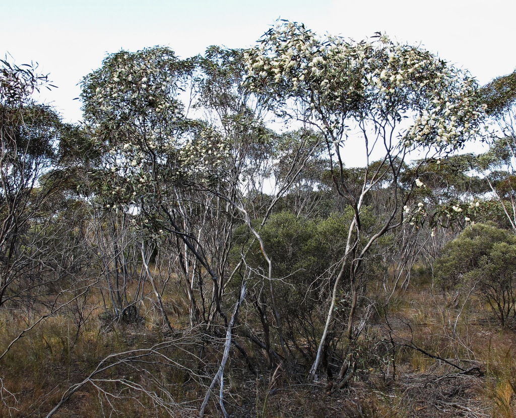 Eucalyptus calycogona subsp. trachybasis (hero image)