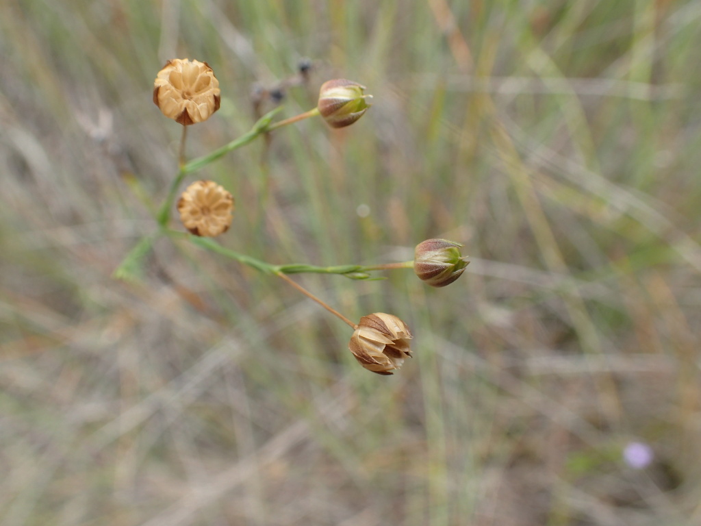 Linum marginale (hero image)