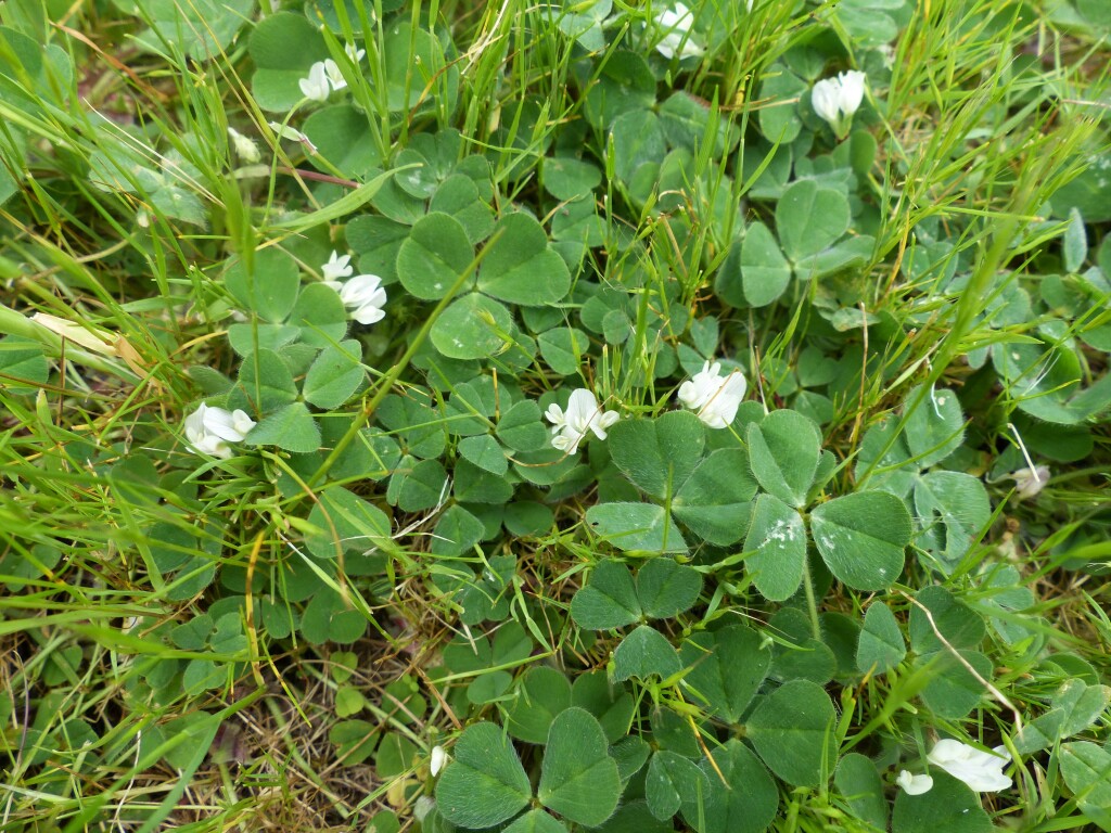 Trifolium subterraneum (hero image)