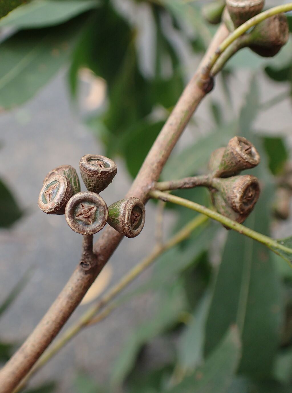 Eucalyptus brookeriana (hero image)