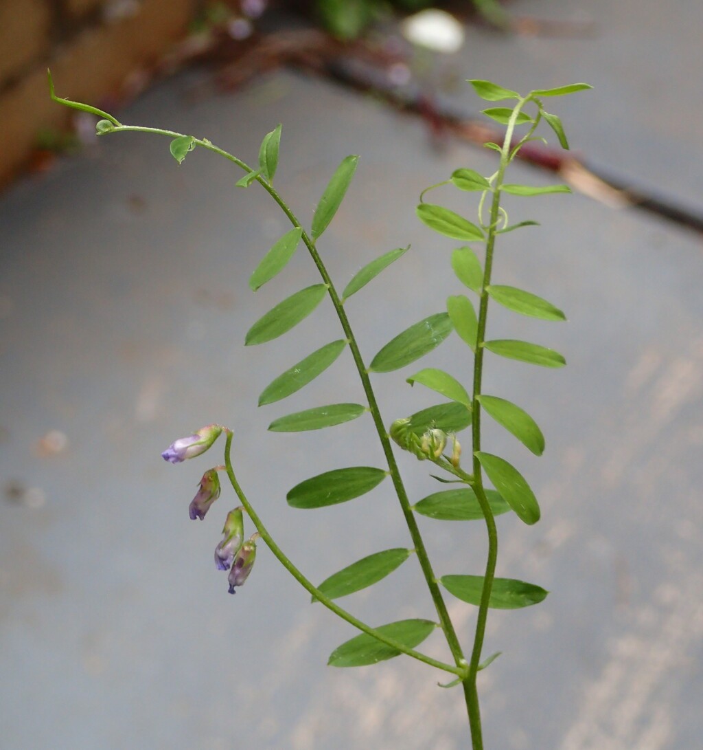 Vicia disperma (hero image)