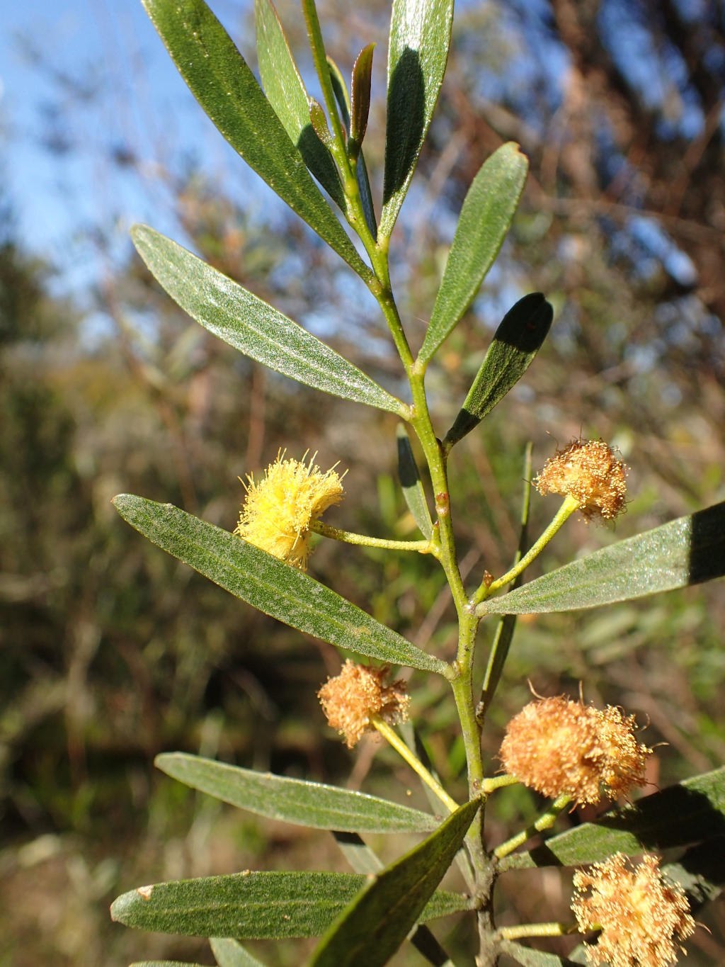 Acacia dodonaeifolia (hero image)