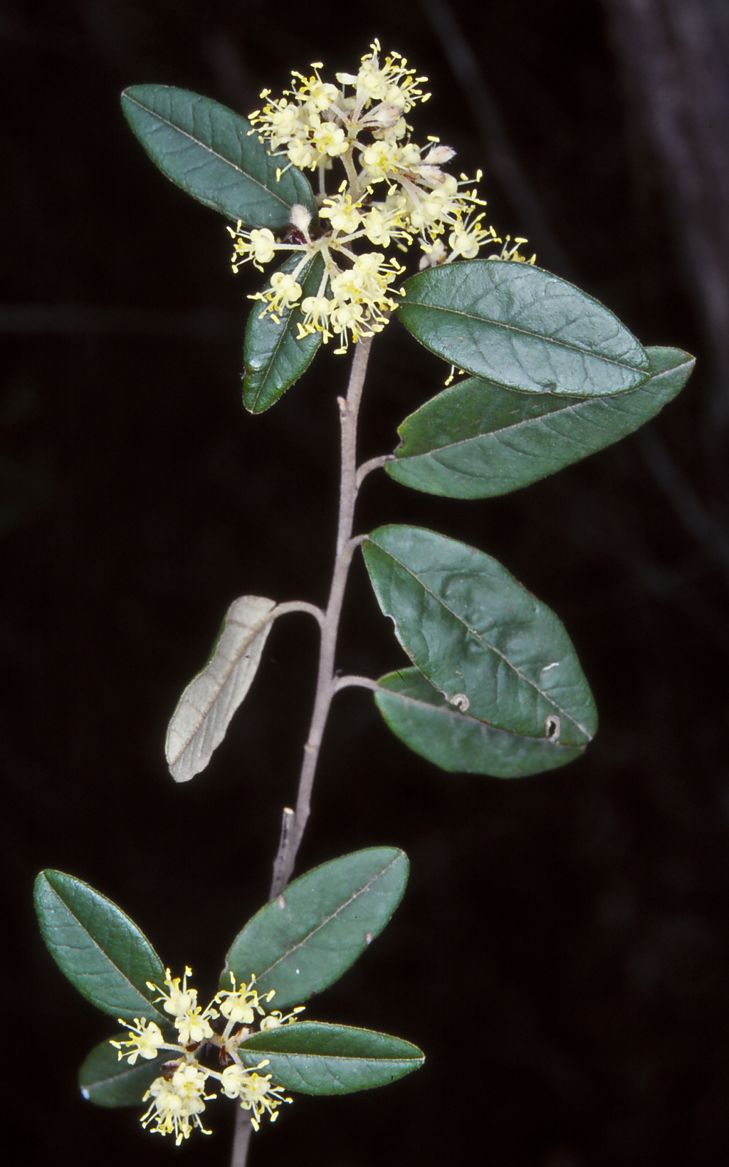 Pomaderris andromedifolia subsp. confusa (hero image)