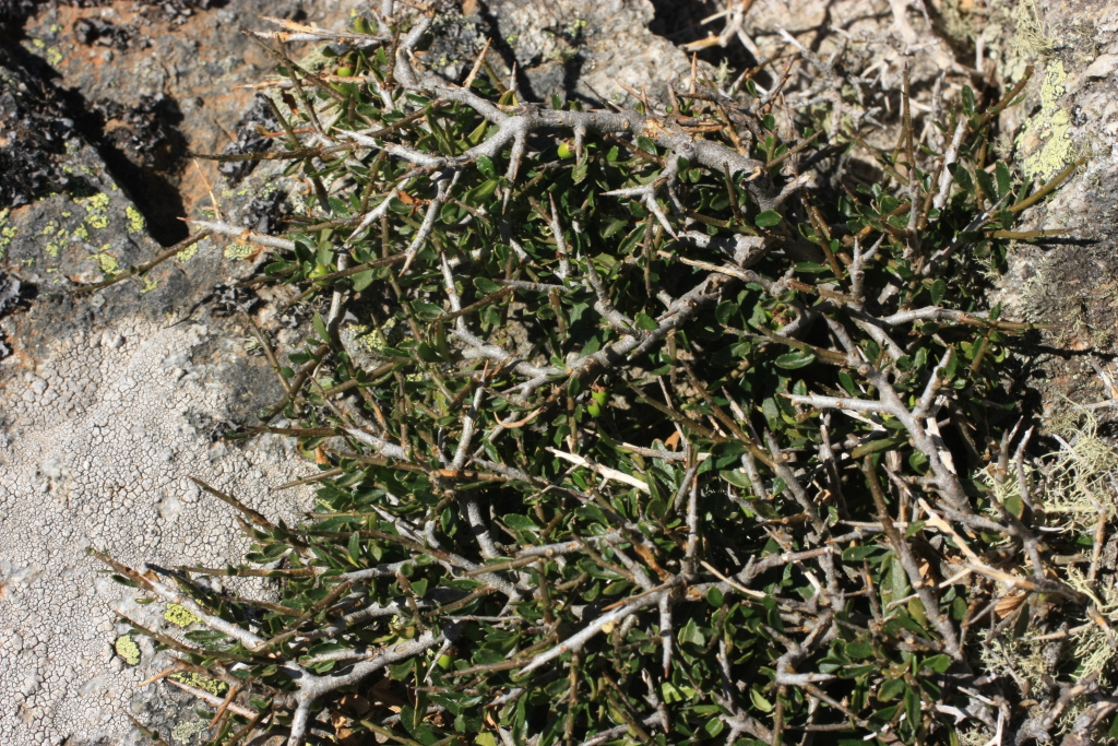 Melicytus angustifolius (hero image)