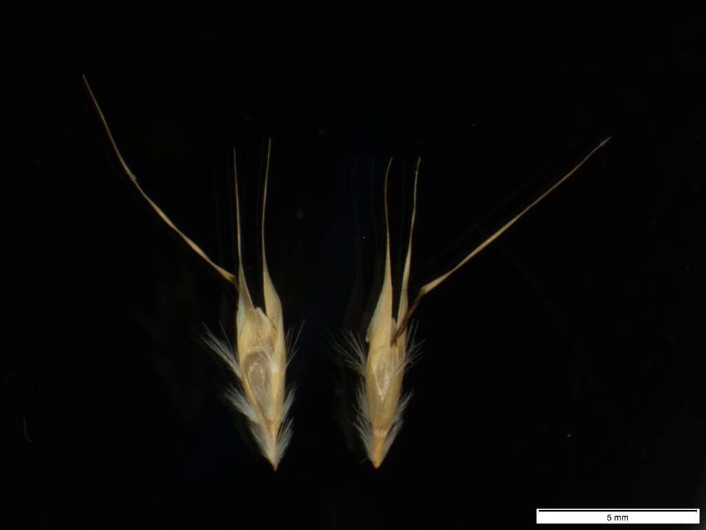 Rytidosperma racemosum (hero image)