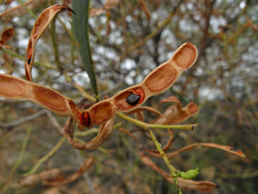 Acacia ligulata (hero image)