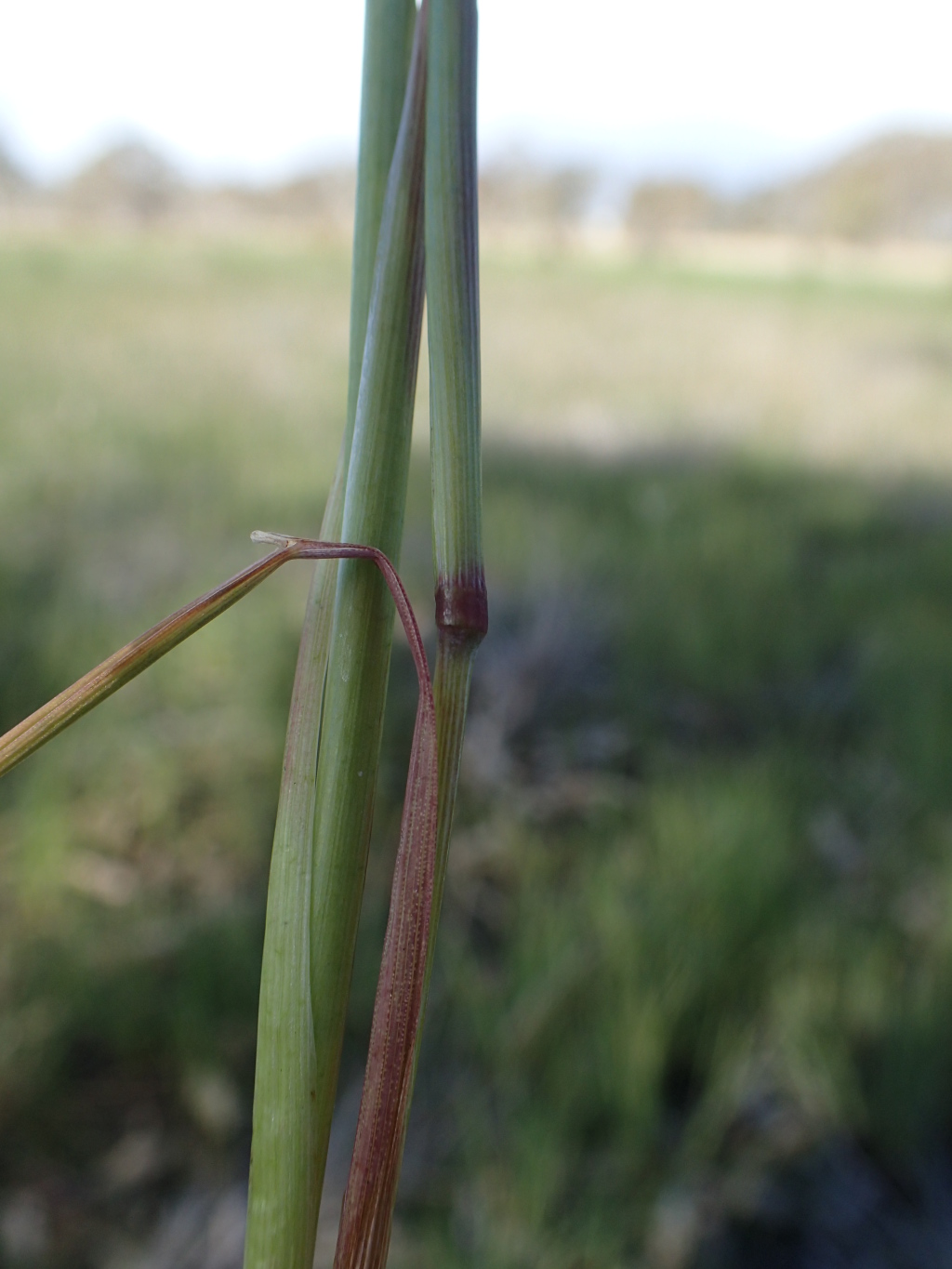 Alopecurus geniculatus (hero image)