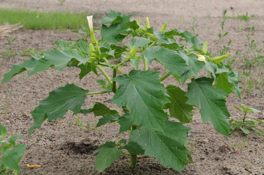 Datura (hero image)