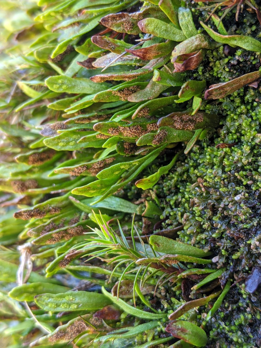 Polypodiaceae (hero image)