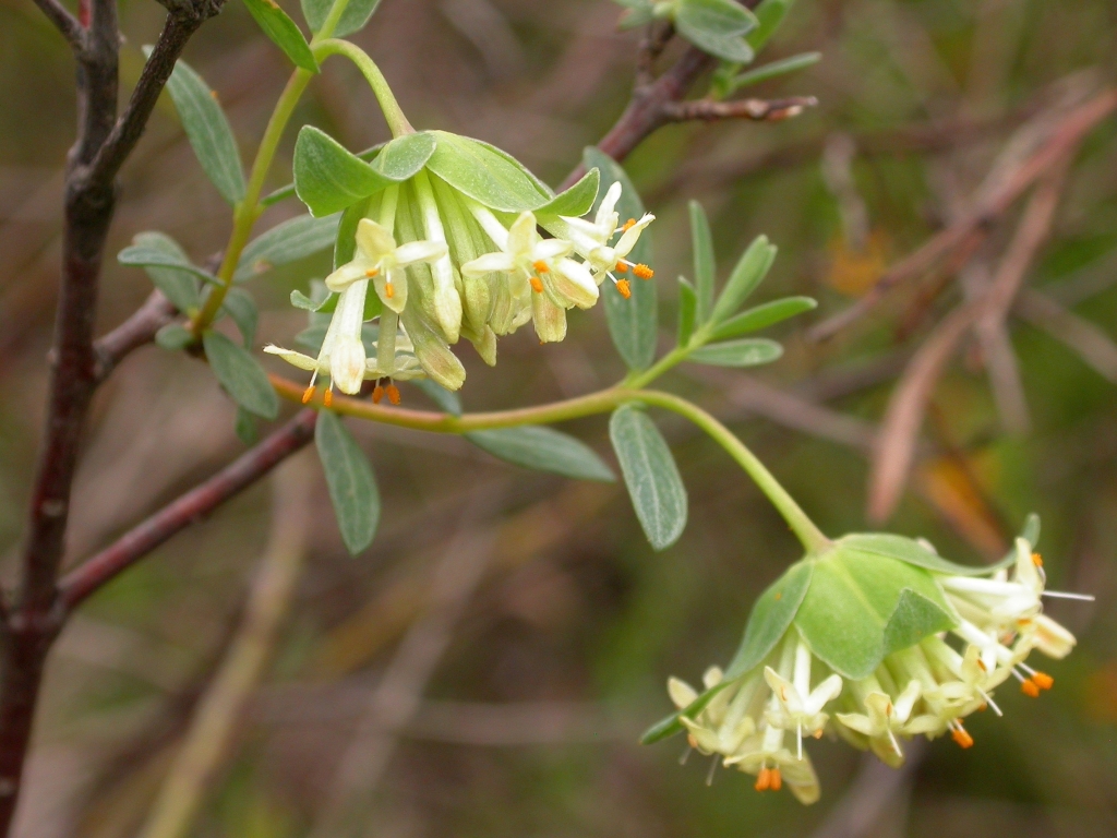 Pimelea linifolia subsp. linifolia (hero image)