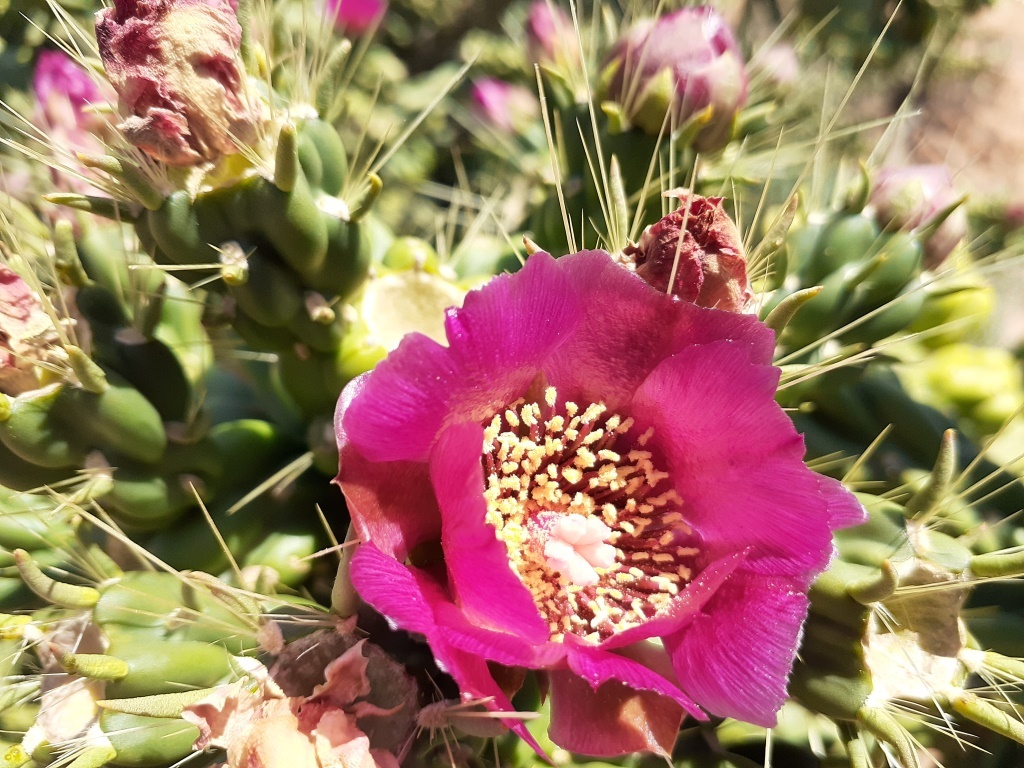 Cylindropuntia (hero image)