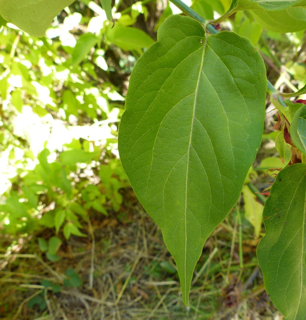 Leycesteria formosa (hero image)