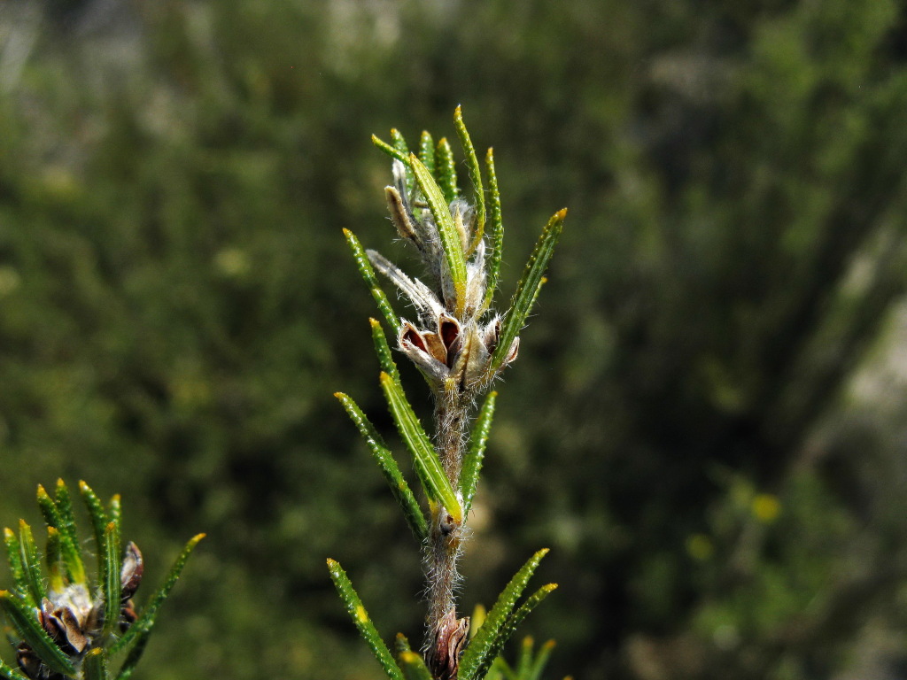 Phyllota remota (hero image)