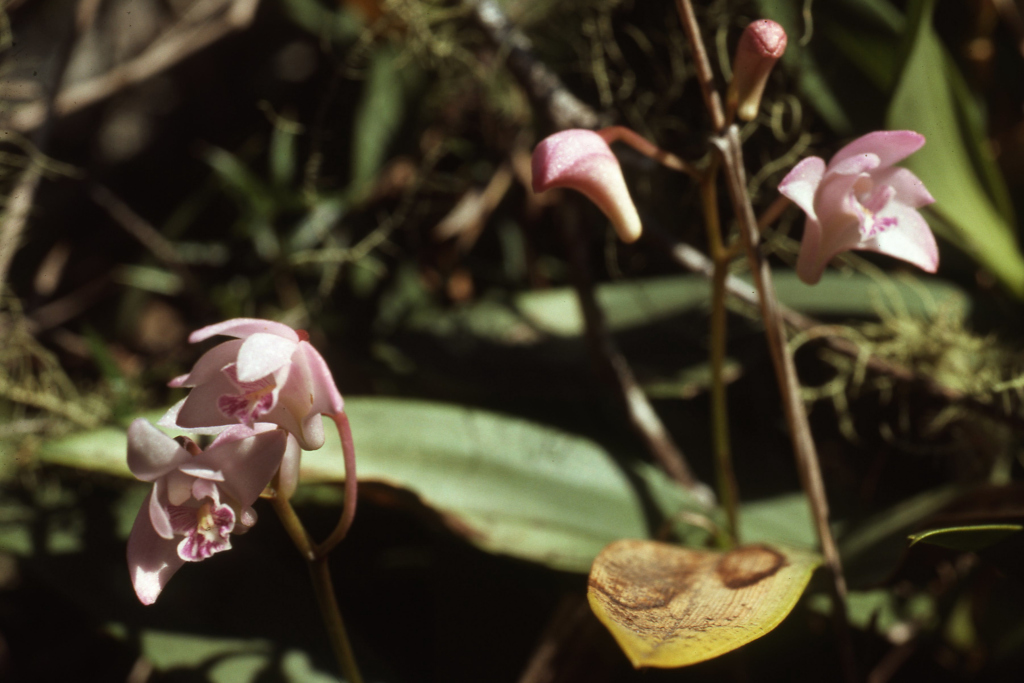 Dendrobium kingianum (hero image)