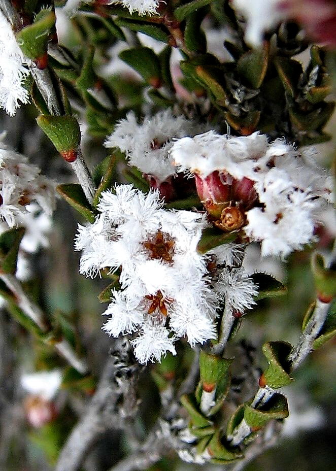 Leucopogon costatus (hero image)