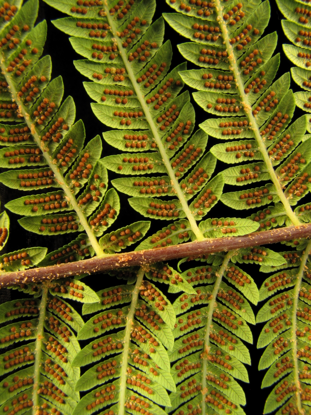 Cyathea australis (hero image)