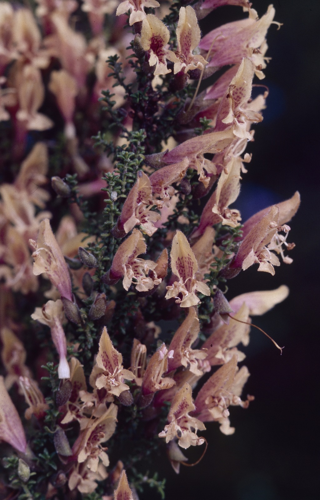 Prostanthera serpyllifolia (hero image)