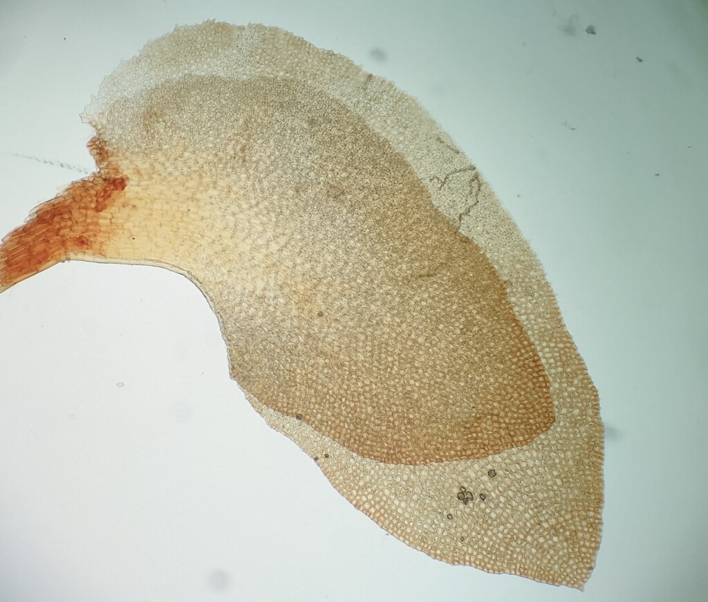 Scapaniaceae (hero image)