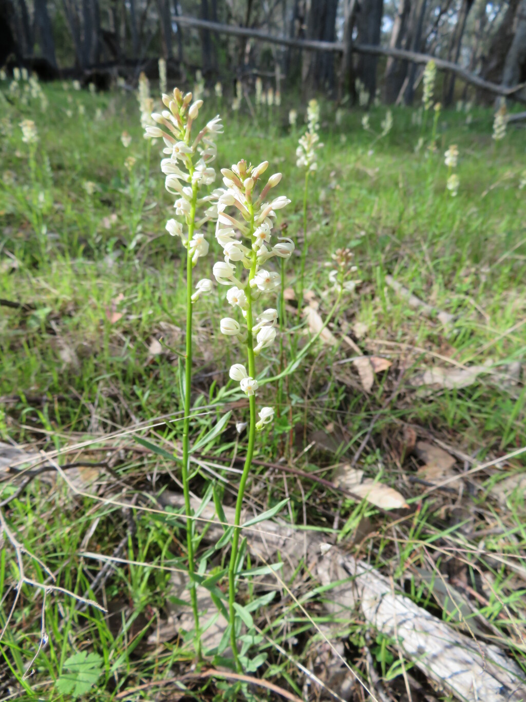 Stackhousia monogyna (hero image)