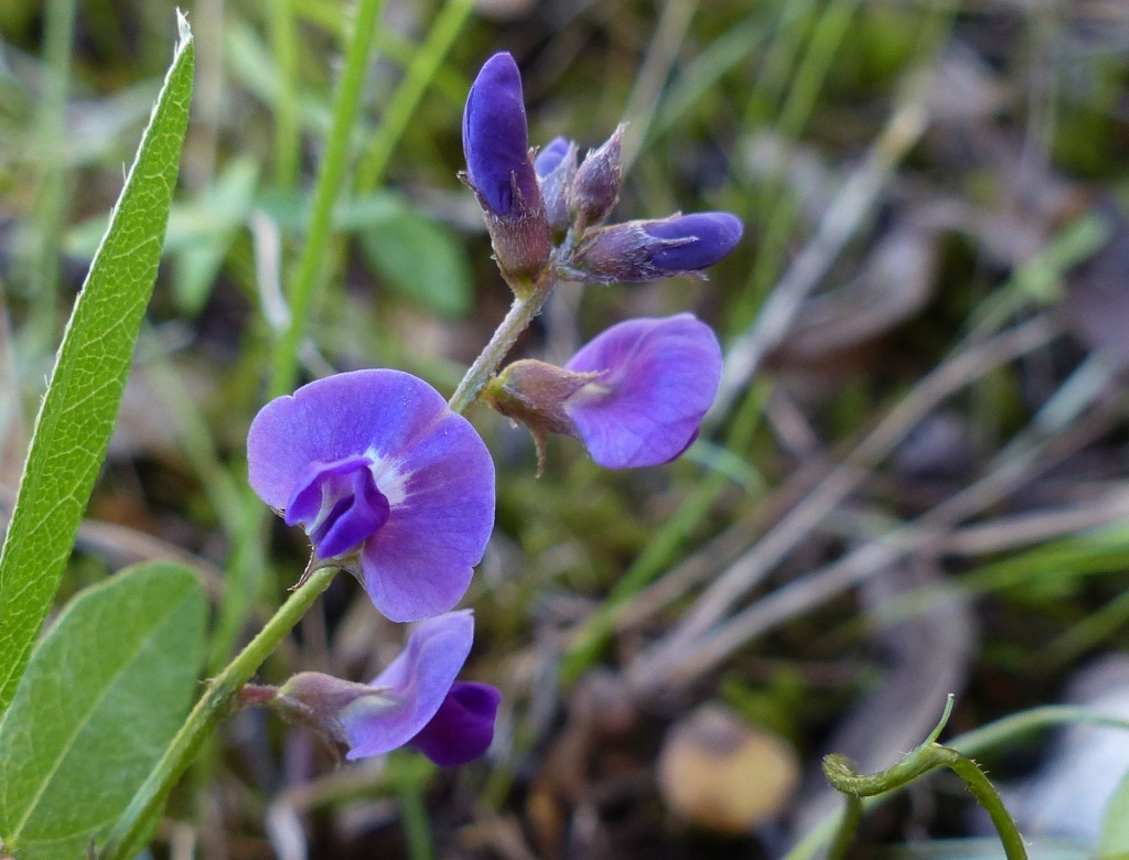 Glycine tabacina (hero image)