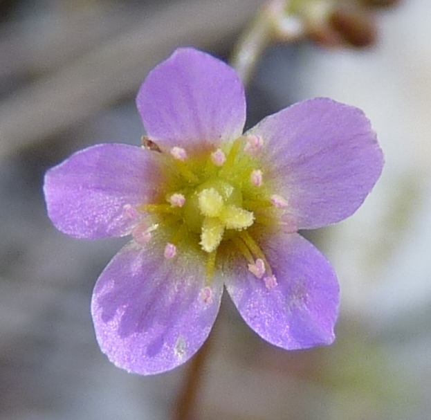 Calandrinia (hero image)