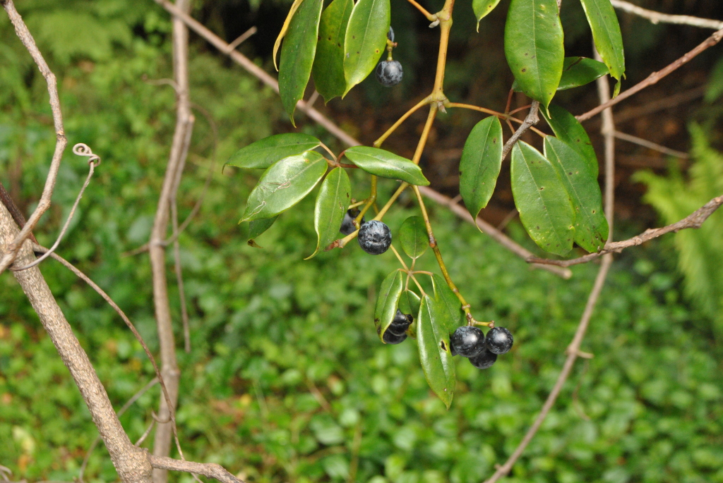 Cissus hypoglauca (hero image)