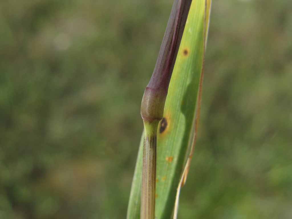 Hordeum glaucum (hero image)