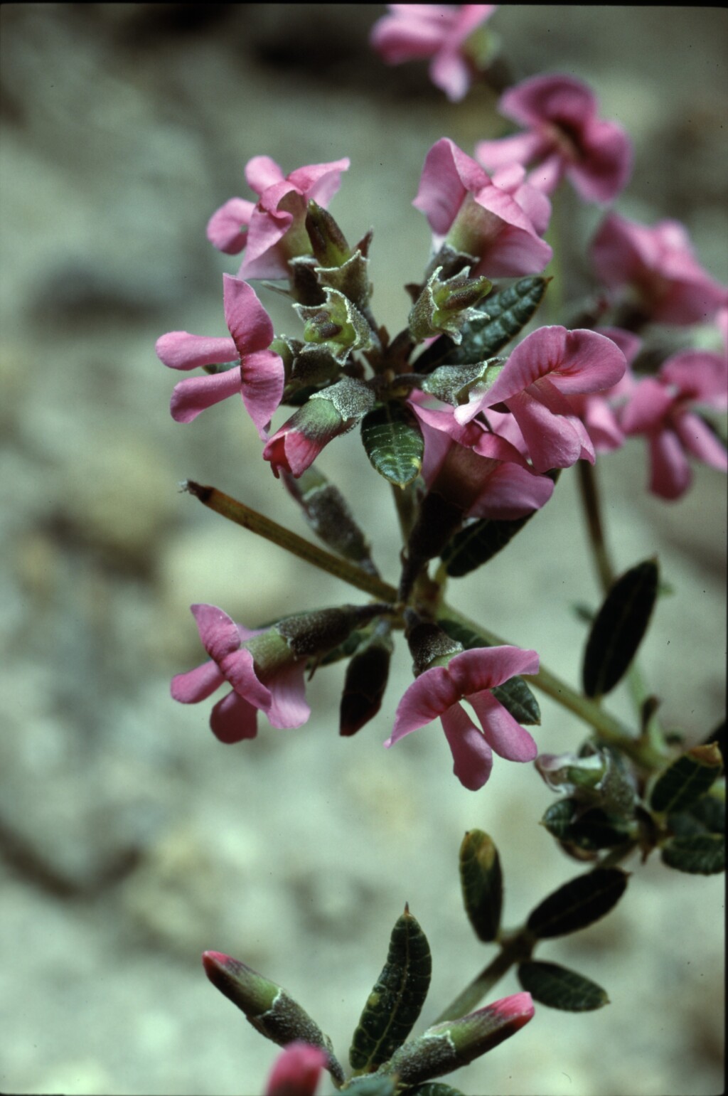 Mirbelia rubiifolia (hero image)