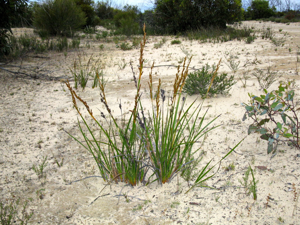 Lepidosperma viscidum (hero image)