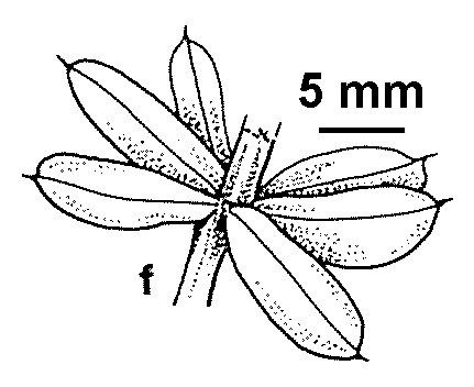 Acacia verticillata subsp. ruscifolia (hero image)