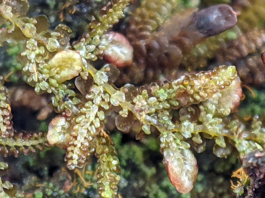 Frullania (hero image)