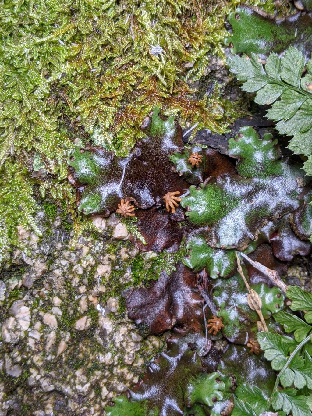 Marchantiaceae (hero image)