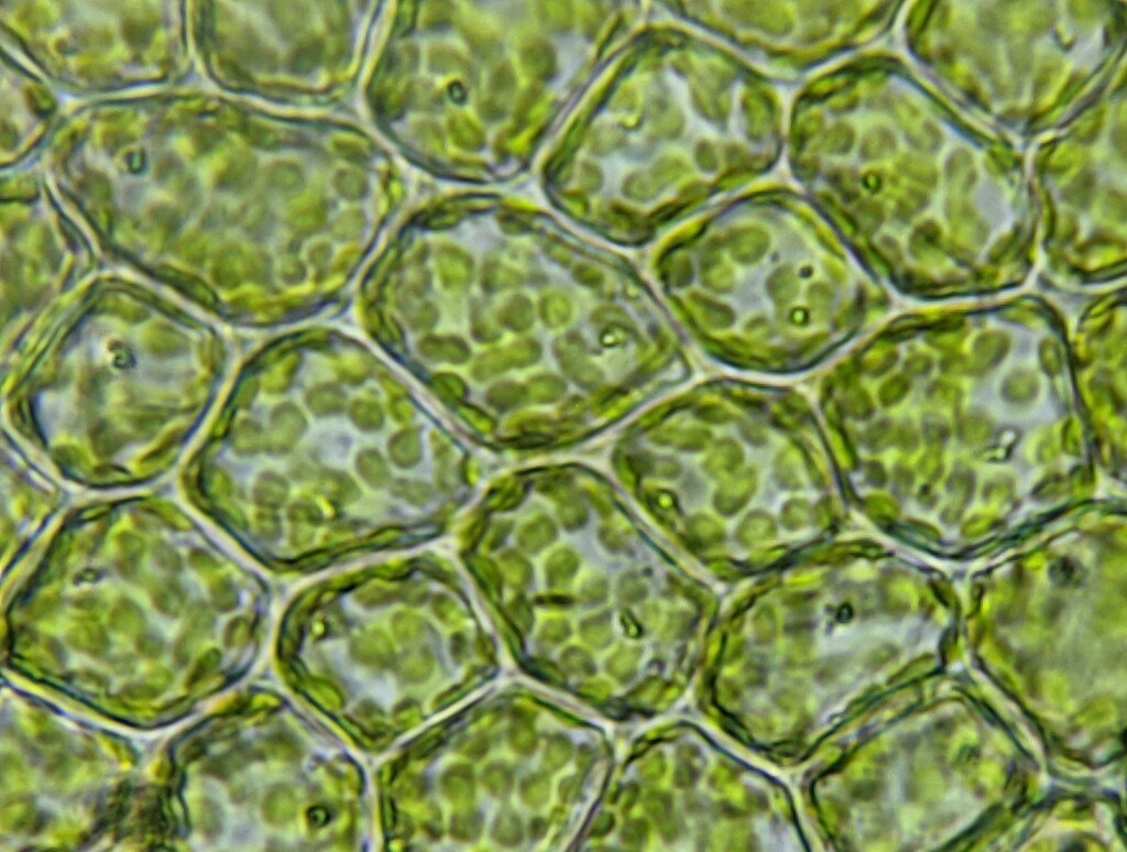 Acromastigum (hero image)