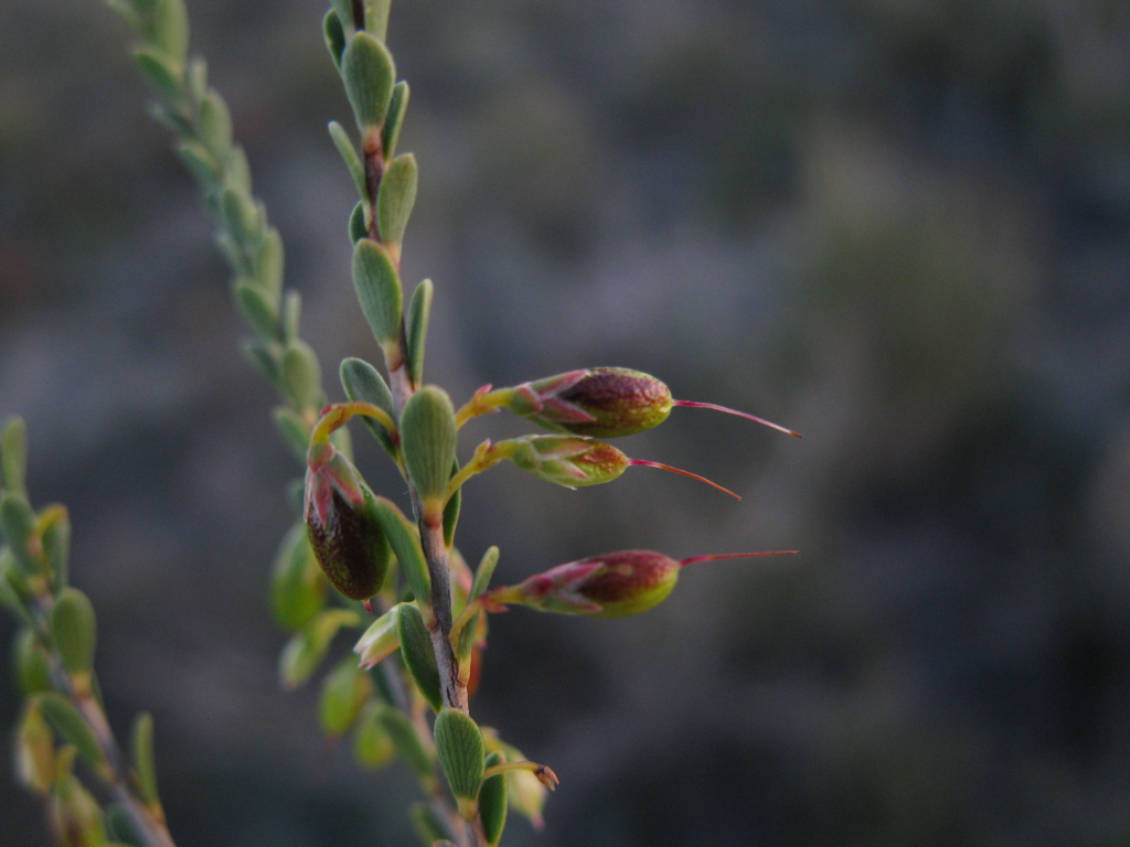 Styphelia woodsii (hero image)