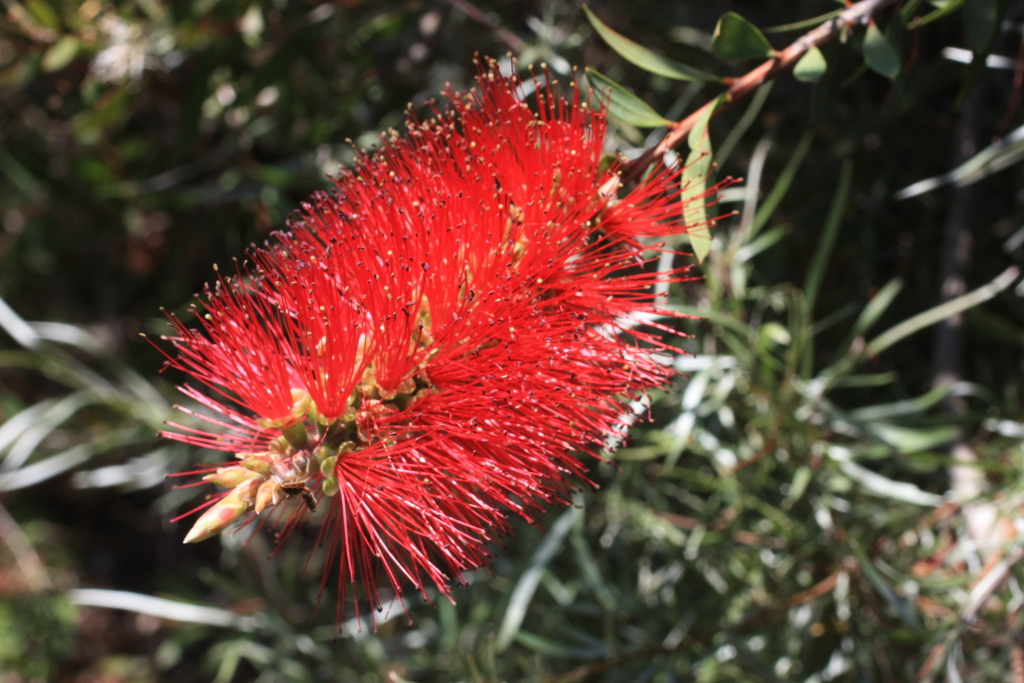 Callistemon subulatus (hero image)