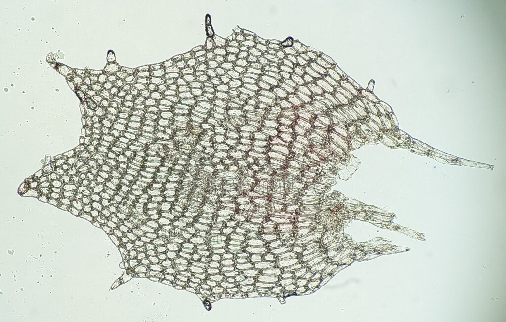 Balantiopsis tumida (hero image)