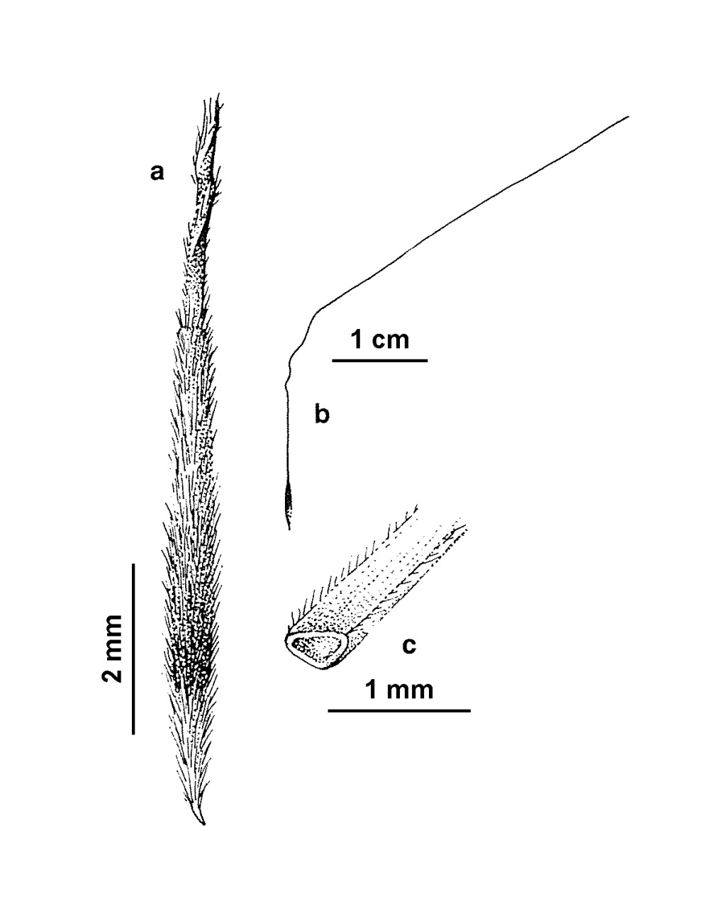 Austrostipa acrociliata (hero image)