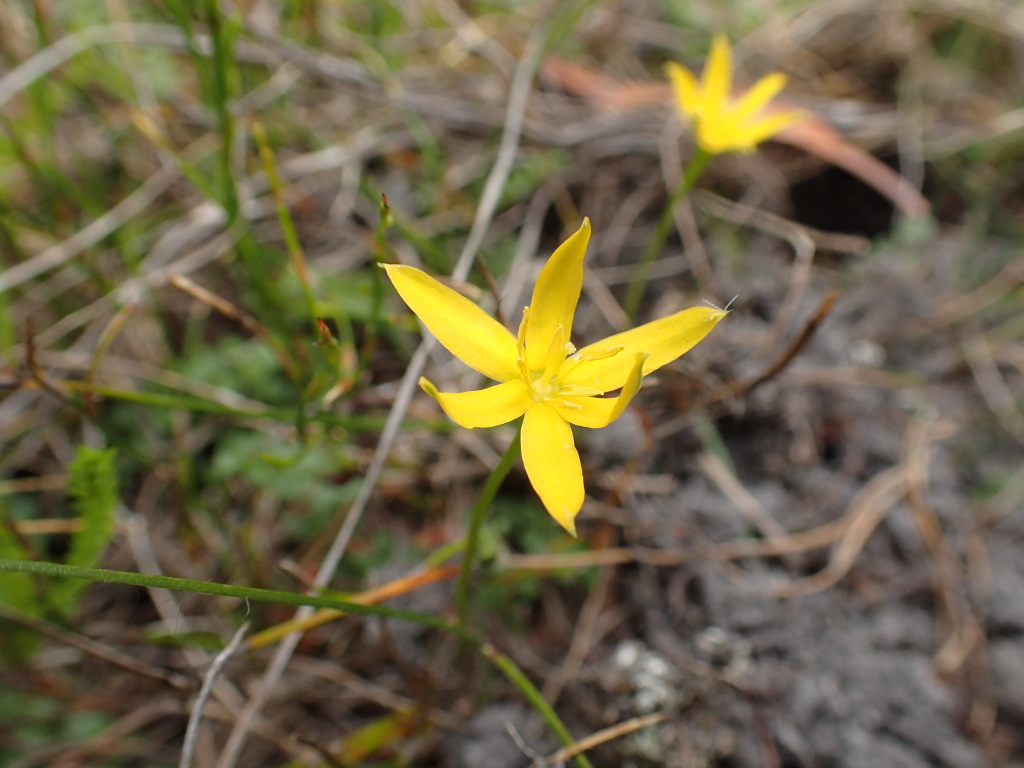 Hypoxidaceae (hero image)