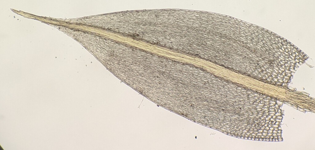 Bryum (hero image)