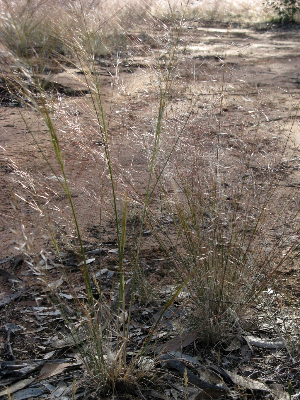 Austrostipa drummondii (hero image)