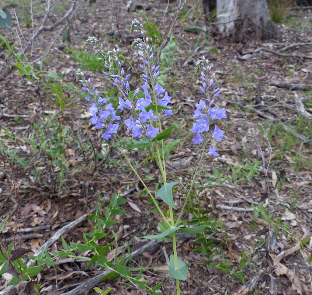 Veronica perfoliata (hero image)