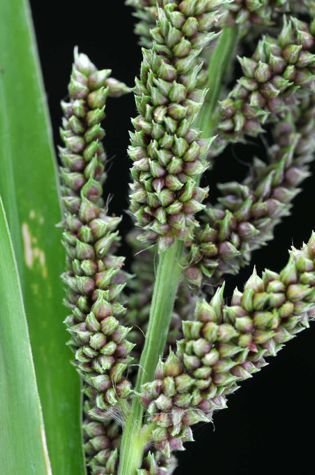 Echinochloa esculenta (hero image)