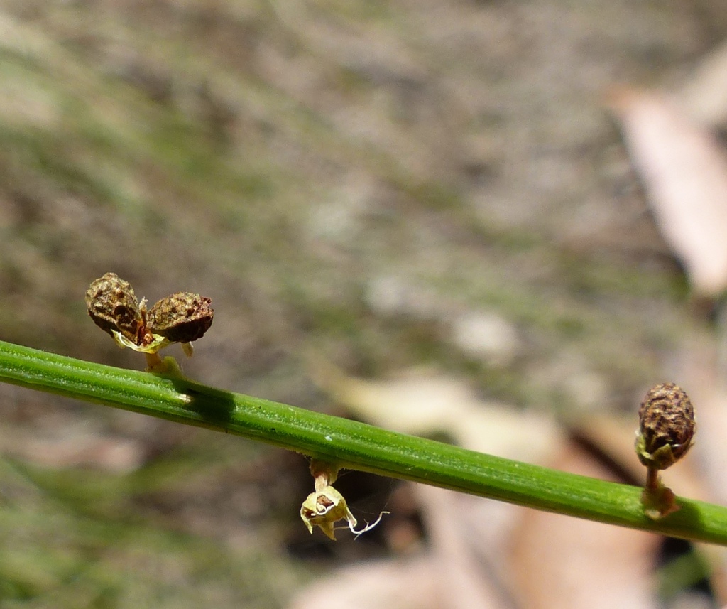 Stackhousia viminea (hero image)