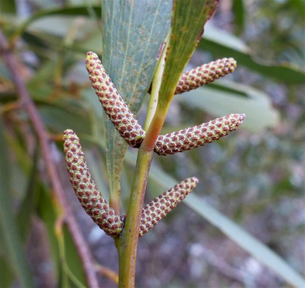 Acacia dallachiana (hero image)